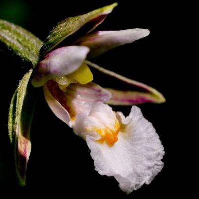 Raziskovanje divjih orhidej / Aktivnosti v KP Lahinja