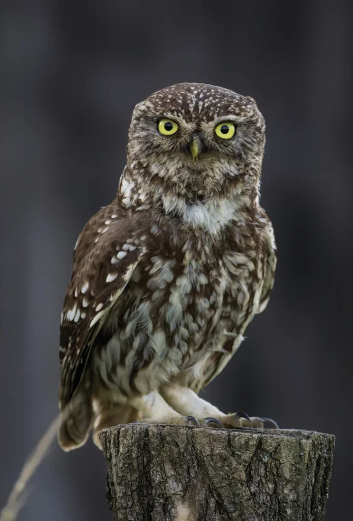 Čuk (Athene noctua)