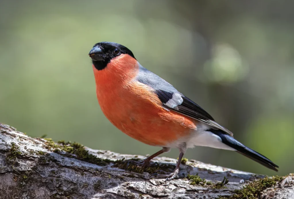 Kalin (Pyrrhula pyrrhula)