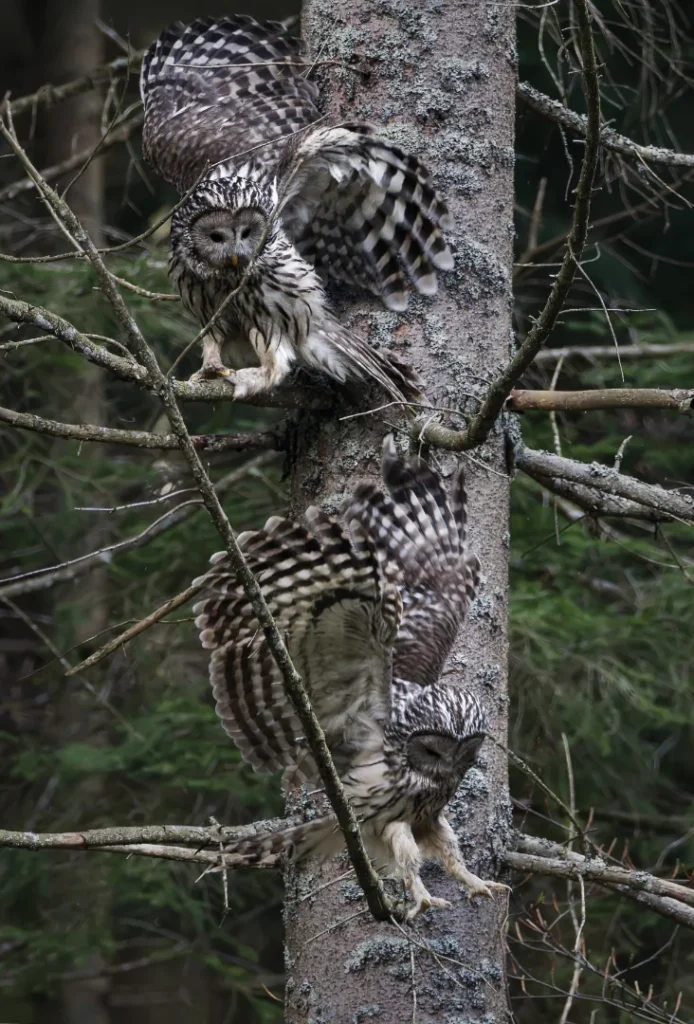 Kozača (Strix uralensis)