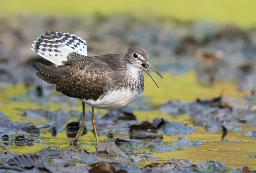 Pikasti martinec (Tringa ochropus)