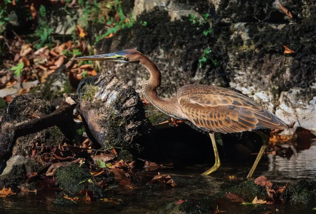 Rjava čaplja (Ardea purpurea)