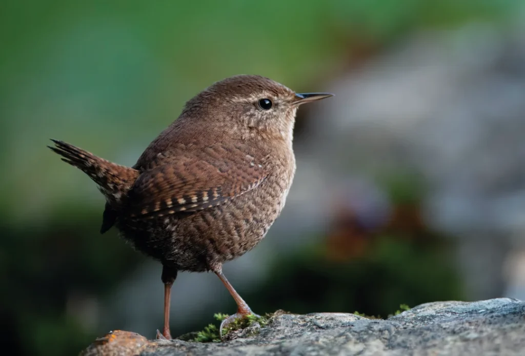 Stržek (Troglodytes troglodytes)