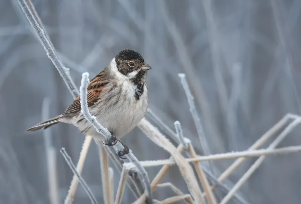 Trsni strnad (Emberiza schoeniclus)