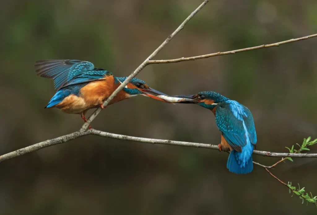 Vodomec (Alcedo atthis)